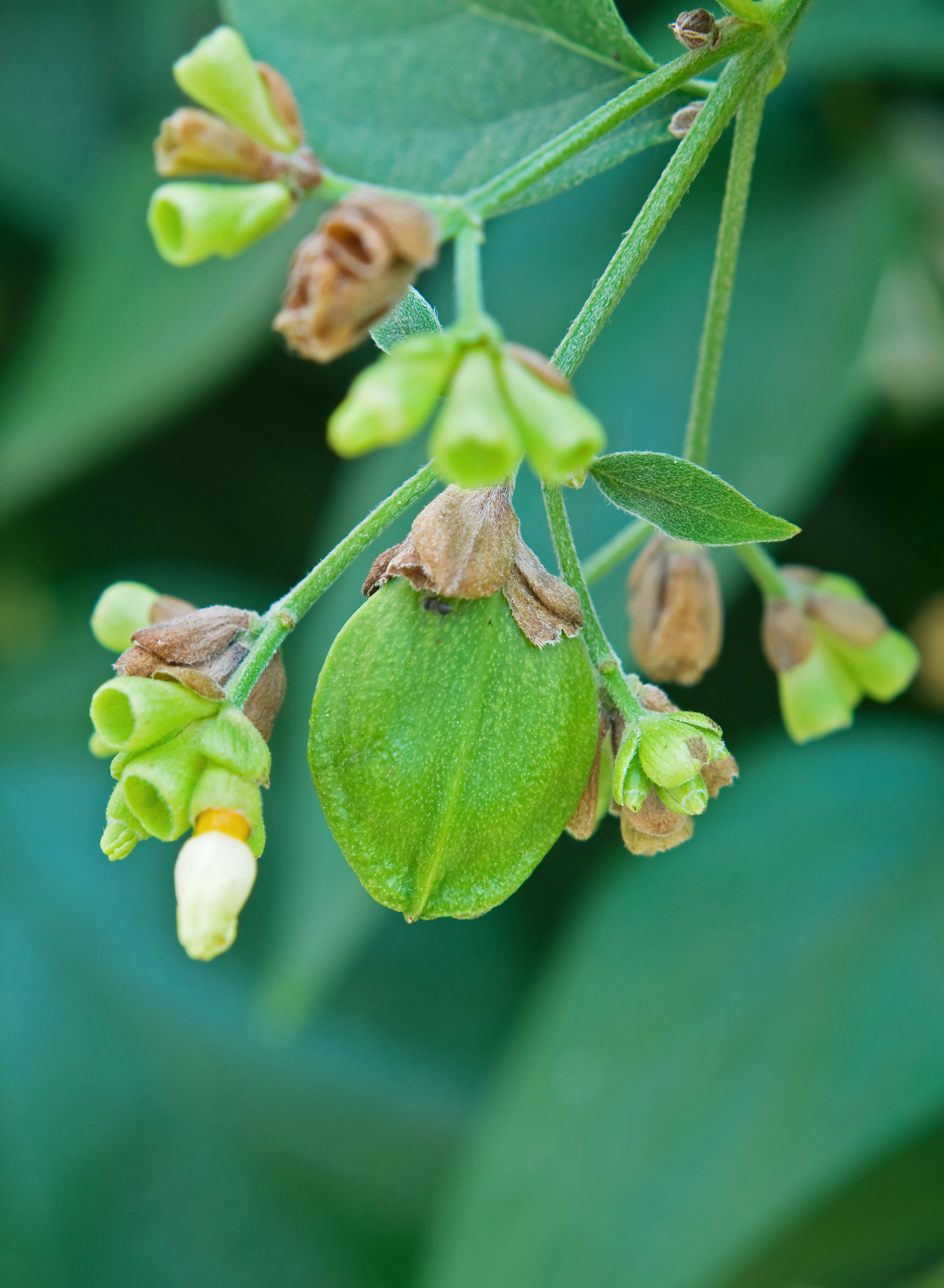 یاسمن شب گل